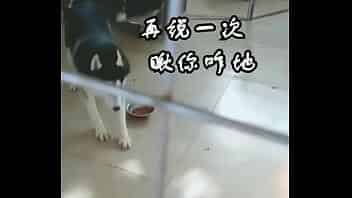 狗狗大站猫咪